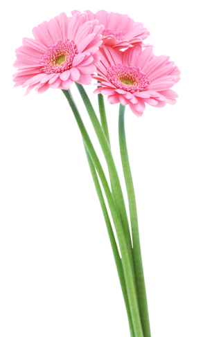 decorative flower